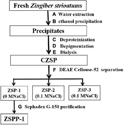 Structural characteristics of polysaccharide from Zingiber striolatum and its effects on gut microbiota composition in obese mice